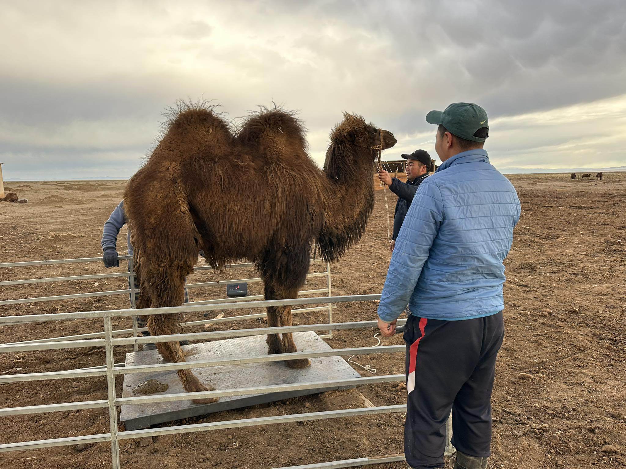 Ламын гэгээний улаан үржлийн хэсгийн тэмээг үүлдэр болгох